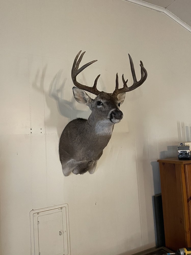 Reflection Taxidermy - taxidermy in Spring Branch, TX