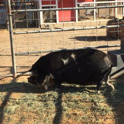 Trabuco Elementary School - Hamlet the Kune Kune pig