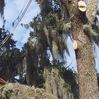 Allwood Tree Service - Tree Services Near Me - Saint Johns, Florida Allwood Tree Service - Tree Services Near Me - Saint Johns, Florida