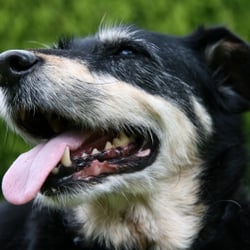 We Love Animals - Handsome Tom