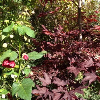 Bellefontaine Nursery - Nurseries & Gardening Near Me - Pasadena, California