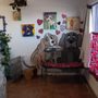 Photo of Julie's A Walk In The Park Pet Grooming