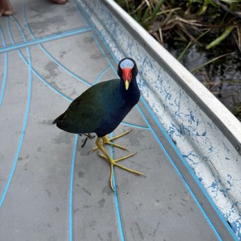 Everglades Airboat Expeditions - Boat Tours Near Me Everglades Airboat Expeditions - Boat Tours Near Me
