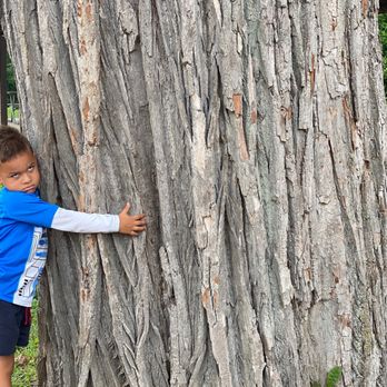 Southport Park - Gigantic tree - Parks Near Me - Indianapolis, Indiana Southport Park - Gigantic tree - Parks Near Me - Indianapolis, Indiana