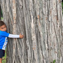 Southport Park - Gigantic tree