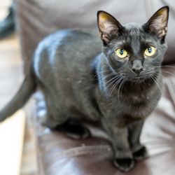 The Catio Cat Lounge