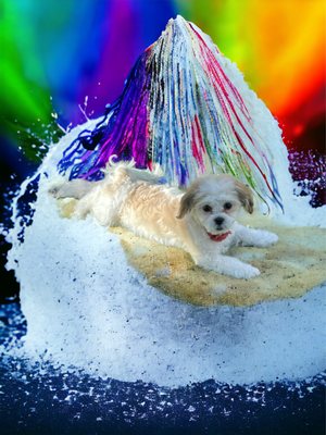 Small breeds - Indulge your small furry friend with our premier mobile grooming service in Tucson! Our expert groomers specialize in pampering small dogs, providing gentle care and attention right at your doorstep. From luxurious baths to delicate trimming, we offer a full range of services tailored to keep your pup looking and feeling their best. Say goodbye to stressful trips to the salon and treat your petite pooch to the convenience and comfort of our mobile grooming van. Book an appointment today for a stress-free grooming experience! Small breeds - Indulge your small furry friend with our premier mobile grooming service in Tucson! Our expert groomers specialize in pampering small dogs, providing gentle care and attention right at your doorstep. From luxurious baths to delicate trimming, we offer a full range of services tailored to keep your pup looking and feeling their best. Say goodbye to stressful trips to the salon and treat your petite pooch to the convenience and comfort of our mobile grooming van. Book an appointment today for a stress-free grooming experience!