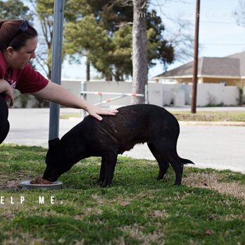 Corridor Rescue - Showing compassion to those that have been discarded on the streets of the Corridor. - Animal Shelters Near Me Corridor Rescue - Showing compassion to those that have been discarded on the streets of the Corridor. - Animal Shelters Near Me