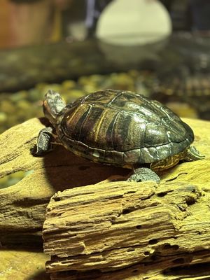 Ripley's Aquarium of the Smokies by null