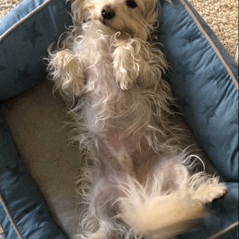 Comfort Corner Grooming - Pet Groomers Near Me - Alamo, California Comfort Corner Grooming - Pet Groomers Near Me - Alamo, California