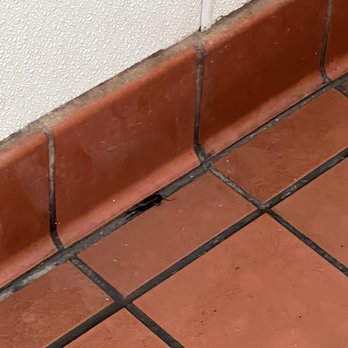 Dairy Queen - Restroom resident aka huge roach coming in and out of drain in ground - Fast Food Near Me - Big Spring, Texas