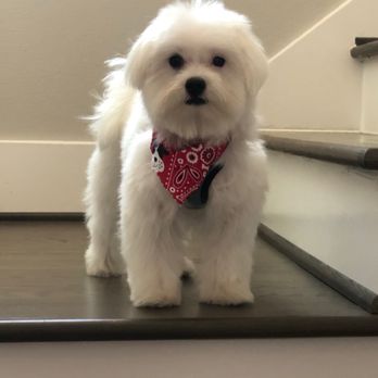 Furesh - Got a little trim - Pet Groomers Near Me - Houston, Texas