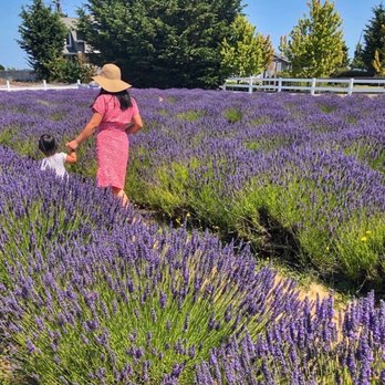 Washington Lavender Farm - Attraction Farms Near Me - Port Angeles, Washington Washington Lavender Farm - Attraction Farms Near Me - Port Angeles, Washington