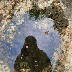 Grafton Notch State Park - Tadpoles!