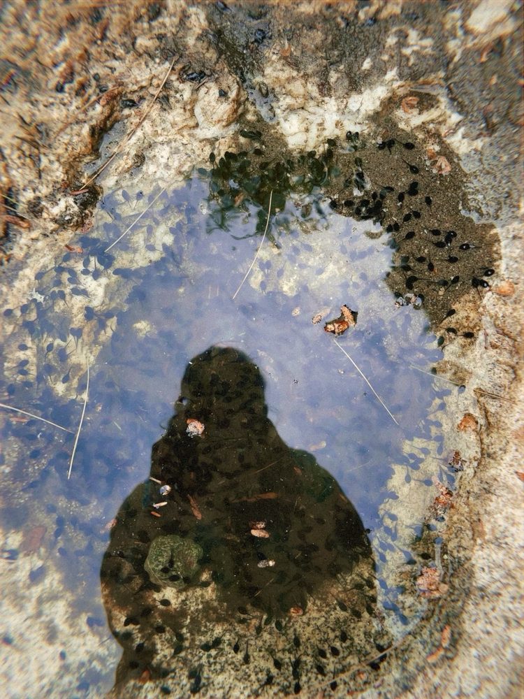 Grafton Notch State Park