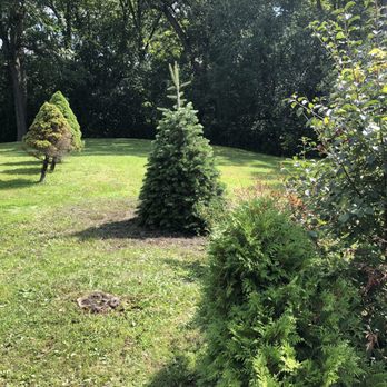 Escazu Nursery - White fir - Nurseries & Gardening Near Me - Lake Zurich, Illinois