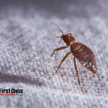 First Choice Pest Control - Pest Control Near Me - Swartz Creek, Michigan First Choice Pest Control - Pest Control Near Me - Swartz Creek, Michigan