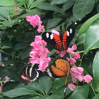 Butterfly Pavilion - Butterflies of all colors - Museums Near Me - Westminster, Colorado