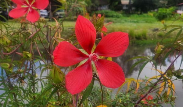 Hawaii's Plantation Village by null