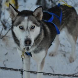 Northern Dogsong Journeys