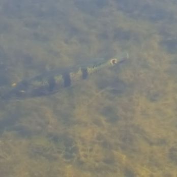 Peace Mound Park - You can even see the fish in the lake - Parks Near Me - Weston, Florida Peace Mound Park - You can even see the fish in the lake - Parks Near Me - Weston, Florida