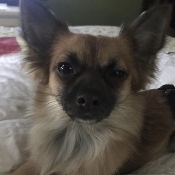 Take A Lead K9 Training and Transporter - Pet Training Near Me Take A Lead K9 Training and Transporter - Pet Training Near Me