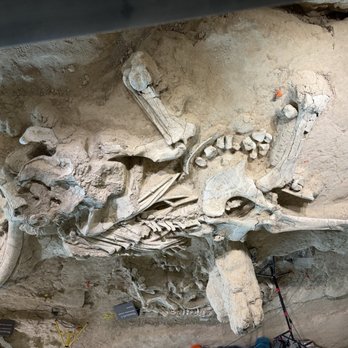 Waco Mammoth National Monument - Colombian Mammoth - Museums Near Me - Waco, Texas