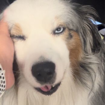 TIER Wellness - Toby the therapy dog - Chiropractors Near Me - Long Beach, California TIER Wellness - Toby the therapy dog - Chiropractors Near Me - Long Beach, California