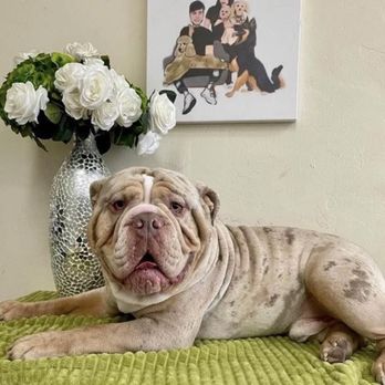 Joshua 24:15 Grooms - Pet Groomers Near Me - Tucson, Arizona Joshua 24:15 Grooms - Pet Groomers Near Me - Tucson, Arizona