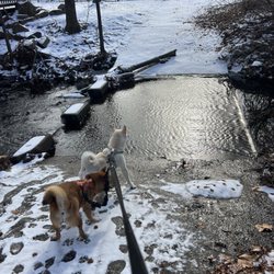 Mill Creek Park - My Shiba's at Mill creek