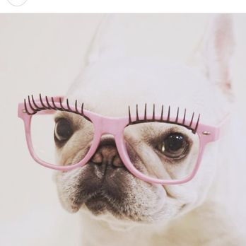 I Do Lashes - Woof woof! I look better w lashes :D - Eyelash Service Near Me - Vancouver, British Columbia I Do Lashes - Woof woof! I look better w lashes :D - Eyelash Service Near Me - Vancouver, British Columbia