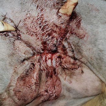 Idaho Humane Society - What they did to her - Animal Shelters Near Me - Boise, Idaho