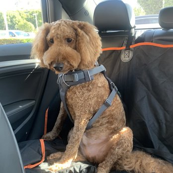 UC Barkley - When I got him :( - Pet Groomers Near Me - Lake Forest, California