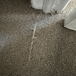 Carpet Max & Chandelier Lighting