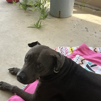 All About Animals - Maxwell at home - Veterinarians Near Me - Seffner, Florida All About Animals - Maxwell at home - Veterinarians Near Me - Seffner, Florida