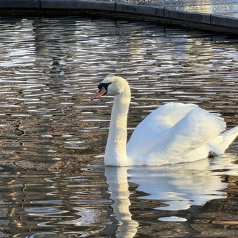 La Caille - Swan - French Near Me - Sandy, Utah
