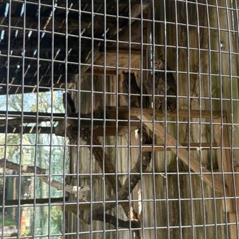 Save Our Seabirds - Bird - Animal Shelters Near Me - Sarasota, Florida Save Our Seabirds - Bird - Animal Shelters Near Me - Sarasota, Florida