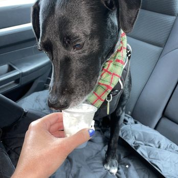 Starbucks - Pup cup being devoured lol - Coffee & Tea Near Me - Savannah, Georgia