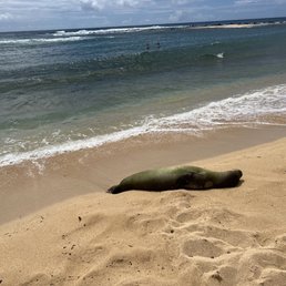 Seal