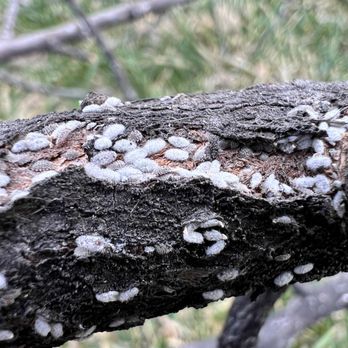 MyFruitCare - Spraying tree for insects - Gardeners Near Me MyFruitCare - Spraying tree for insects - Gardeners Near Me