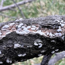 MyFruitCare - Spraying tree for insects
