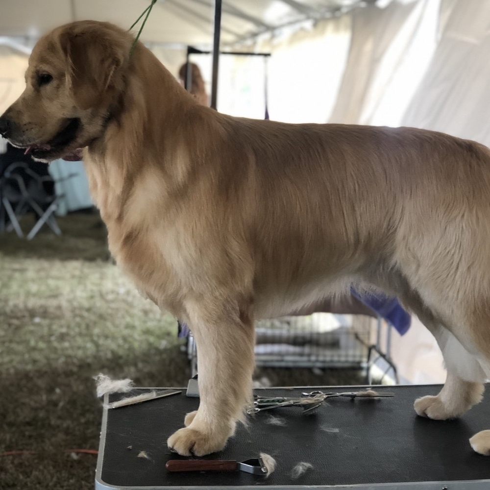 Fur Oak Professional Pet Grooming - What I asked for - Pet Groomers Near Me - Austin, Texas Fur Oak Professional Pet Grooming - What I asked for - Pet Groomers Near Me - Austin, Texas