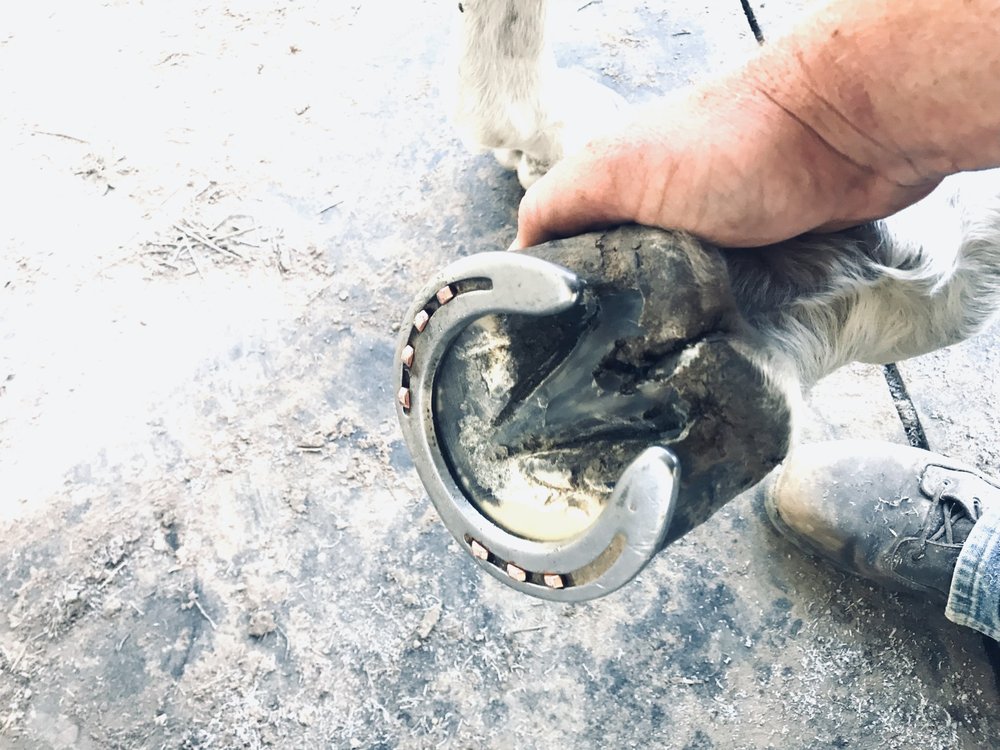 Crazy V Horsemanship & Farrier - equestrian in Sallisaw, OK