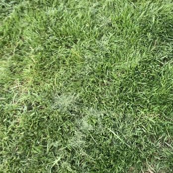 YarDudes - Lawn - Lawn Services Near Me