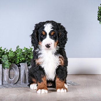 Walnut Valley Puppies - Tri-colored Mini Bernedoodle - Pet Adoption Near Me - Flat Rock, Illinois Walnut Valley Puppies - Tri-colored Mini Bernedoodle - Pet Adoption Near Me - Flat Rock, Illinois
