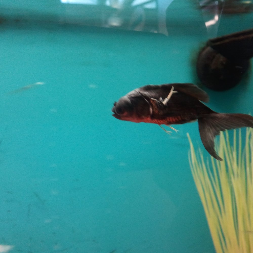 Petco - Parasitic Infection on a Black Moor. Several other fish are infected. They have been for sale for days. - Pet Stores Near Me - Pasadena, California Petco - Parasitic Infection on a Black Moor. Several other fish are infected. They have been for sale for days. - Pet Stores Near Me - Pasadena, California