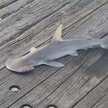 Jacksonville Beach Pier - A fisherman caught this hammerhead along with another fish from someone else's broken off line. - Fishing Near Me - Jacksonville Beach, Florida Jacksonville Beach Pier - A fisherman caught this hammerhead along with another fish from someone else's broken off line. - Fishing Near Me - Jacksonville Beach, Florida
