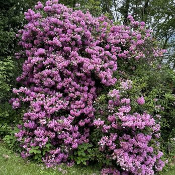 Susquehanna State Park - Rhododendron near lock keeper's house - Hiking Near Me - Havre de Grace, Maryland Susquehanna State Park - Rhododendron near lock keeper's house - Hiking Near Me - Havre de Grace, Maryland
