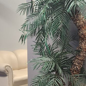Bail Bonds DIRECT - Beautiful real plant, brings an ambiance of peace to this place. - Bail Bondsmen Near Me - Santa Ana, California