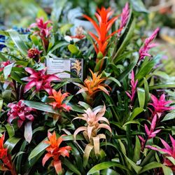 Armstrong Garden Centers - Bromeliad